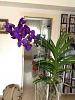 New blue Vanda-imageuploadedbytapatalk1369163626-414322-jpg