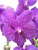 New blue Vanda-imageuploadedbytapatalk1369163633-861945-jpg