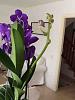 New blue Vanda-imageuploadedbytapatalk1369163641-496909-jpg