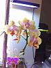 Black/yellow areas on phal leaves, spreading...-imageuploadedbytapatalk1369259306-683422-jpg