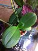 Black/yellow areas on phal leaves, spreading...-imageuploadedbytapatalk1369259399-434437-jpg