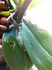 Black/yellow areas on phal leaves, spreading...-imageuploadedbytapatalk1369259576-186022-jpg