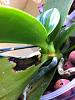 Black/yellow areas on phal leaves, spreading...-imageuploadedbytapatalk1369259630-056089-jpg