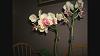 Phalaenopsis Nobby's Sara Beauty 'Syzygy'-snapshot2-jpg