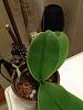 Mini phal: edge of leaf turning yellow-imageuploadedbytapatalk1369357964-400020-jpg