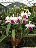 What I've learned after visiting a professional orchid grower.....-imageuploadedbytapatalk1369511358-414217-jpg