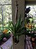 What I've learned after visiting a professional orchid grower.....-imageuploadedbytapatalk1369512413-611703-jpg