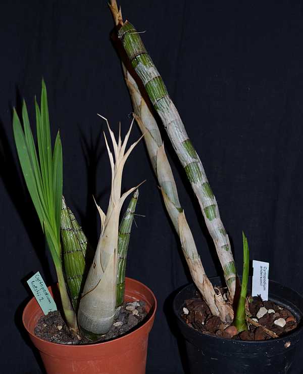 Orchid plant Cyrtopodium andersonii bare root -  France