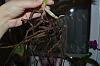 Vanda with mushy roots-dsc_00013-jpg