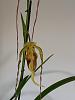 Phragmipedium Grande (caudatum x longifolium)-2013-06-01-4-jpg