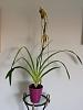 Phragmipedium Grande (caudatum x longifolium)-2013-06-01-1phrag-jpg