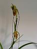 Phragmipedium Grande (caudatum x longifolium)-2013-06-01-2phrag-jpg