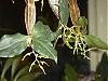 Dendrobium tetragonum-den_tetra_buds-jpg