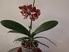 Picture of your noid phals-orchids-050-jpg