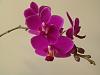 Picture of your noid phals-orchids-054-jpg