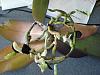 The Phal abuse ends here.-orchid-1-yellowing-jpg