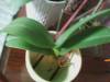 Which Orchid Mix do you use to repot your orchid in?-2ndorchid2-jpg