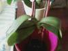 Which Orchid Mix do you use to repot your orchid in?-3rdorchid1-jpg