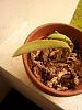 Cattleya with black spot on leaves-img_20130602_144002-jpg