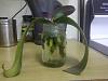 Phal in water culture..-musina-20130615-00235-jpg