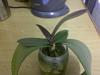 Phal in water culture..-musina-20130615-00236-jpg