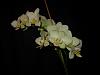 Please help me identify my orchid!-dscn0055-jpg