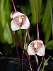 What is this orchid's official name?-imageuploadedbytapatalk1371608082-564687-jpg