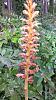 Unknown orchid in the woods-unknown-orchid-2-jpg