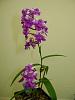 Ponerorchis graminifolia-dsc00101-jpg