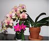 SLC and Phal in bloom-p1000378-jpg