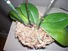 phal in bloom with 2 spikes.  different flowers on each spike-100_0710-jpg