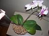 phal in bloom with 2 spikes.  different flowers on each spike-100_0711-jpg
