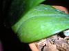 Phalaenopsis root care questions-dscn3442-jpg