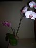 phal in bloom with 2 spikes.  different flowers on each spike-100_0712-jpg