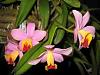 Cattleya Crystelle Smith in Bloom-imageuploadedbytapatalk1372805039-491095-jpg