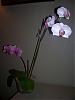 phal in bloom with 2 spikes.  different flowers on each spike-100_0708-jpg