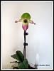 Paph.Avalon Mist-paph-avalon-mist-jpg