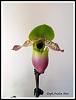 Paph.Avalon Mist-avalon-mist-jpg