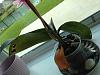 Save My phalaenopsis-image-jpg
