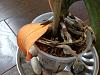 Save My phalaenopsis-image-3-jpg