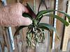 Save My phalaenopsis-dsc02147-jpg