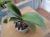 Save My phalaenopsis-dsc02414-jpg