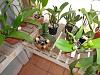 Save My phalaenopsis-dsc02418-jpg