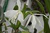 Cattleya gaskeliana Alba and others.-img_1638-jpg