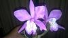 Cattleya gaskeliana Alba and others.-speciosa-jpg