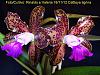 cattleya guttata &quot;exotic orchids*exotic blue&quot; first bloom-cattleya-tigrina-jpg