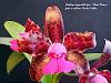 cattleya guttata &quot;exotic orchids*exotic blue&quot; first bloom-br_025_g-jpg