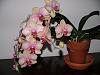 SLC and Phal in bloom-p1000396-jpg