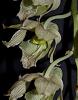 Clowesia dodsoniana-clowesia-dodsoniana-3-jpg