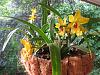 Outdoor orchid &quot;garden&quot;-imageuploadedbytapatalk1373993175-524729-jpg